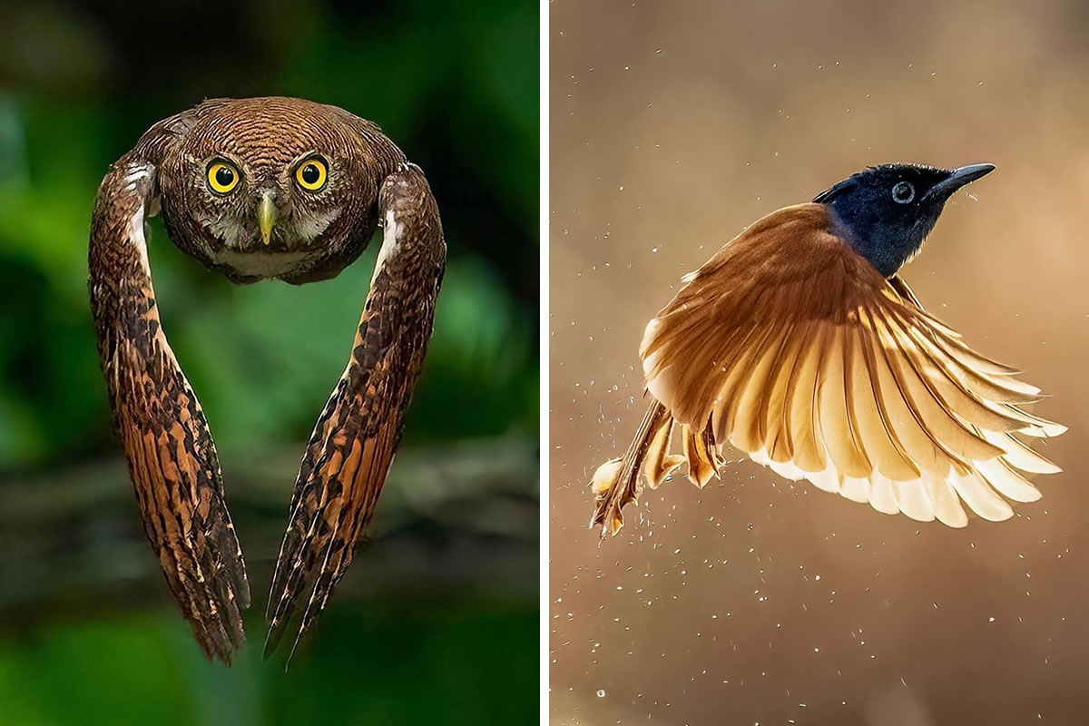 Indian Bird Photography By Dipin Kunnirikkal