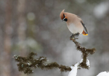 Bird Photography