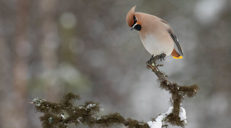 Bird Photography