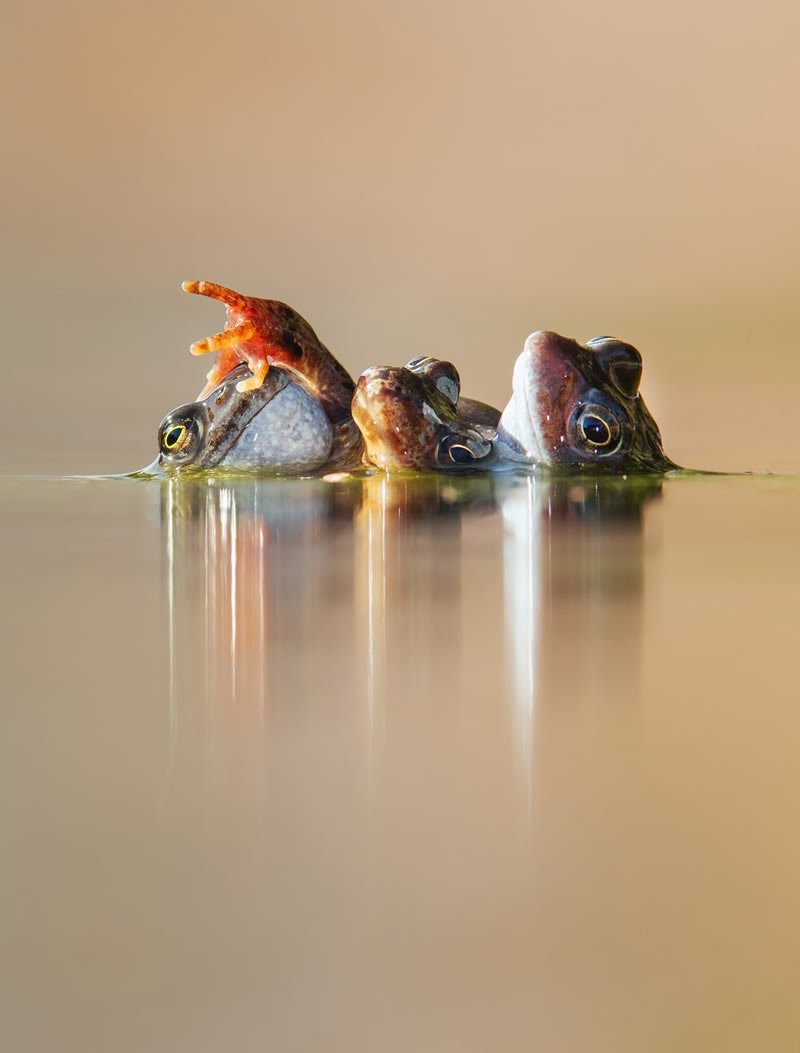 British Wildlife Photography Awards 2024 Winners