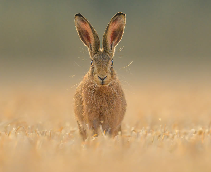 British Wildlife Photography Awards 2024 Winners