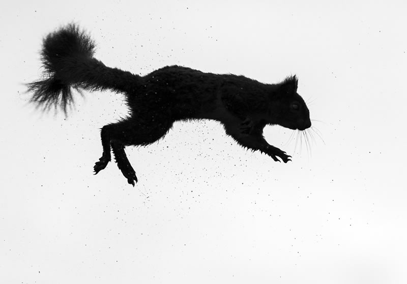 British Wildlife Photography Awards 2024 Winners