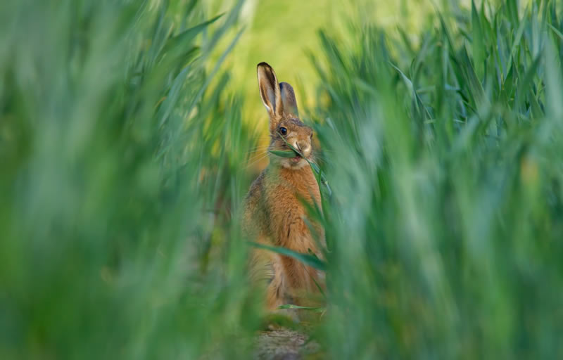 British Wildlife Photography Awards 2024 Winners