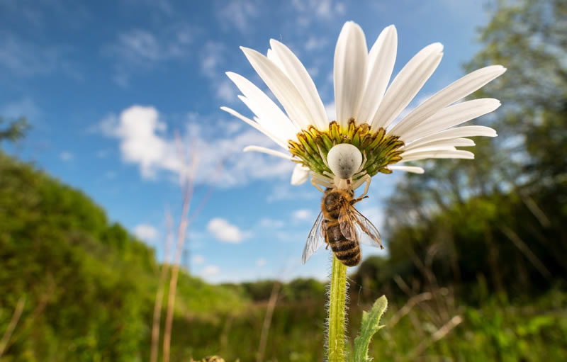 British Wildlife Photography Awards 2024 Winners