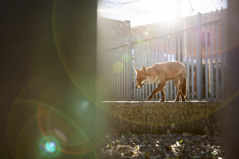 British Wildlife Photography Awards 2024 Winners