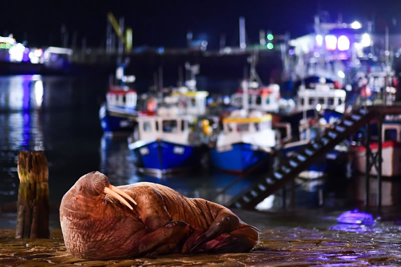 British Wildlife Photography Awards 2024 Winners