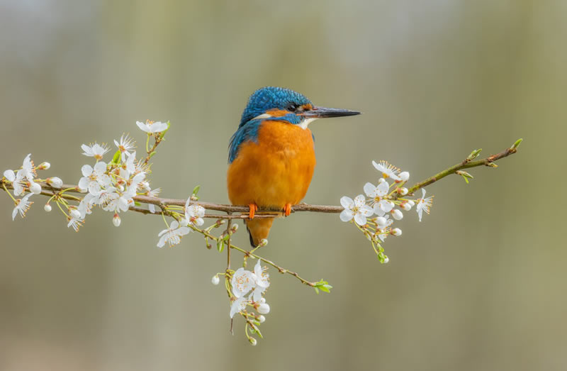 British Wildlife Photography Awards 2024 Winners