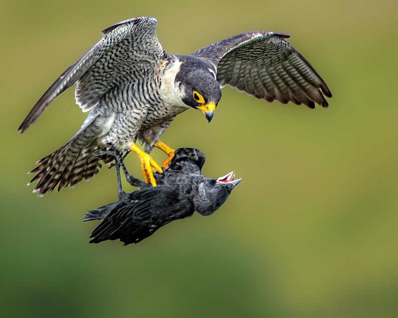 British Wildlife Photography Awards 2024 Winners