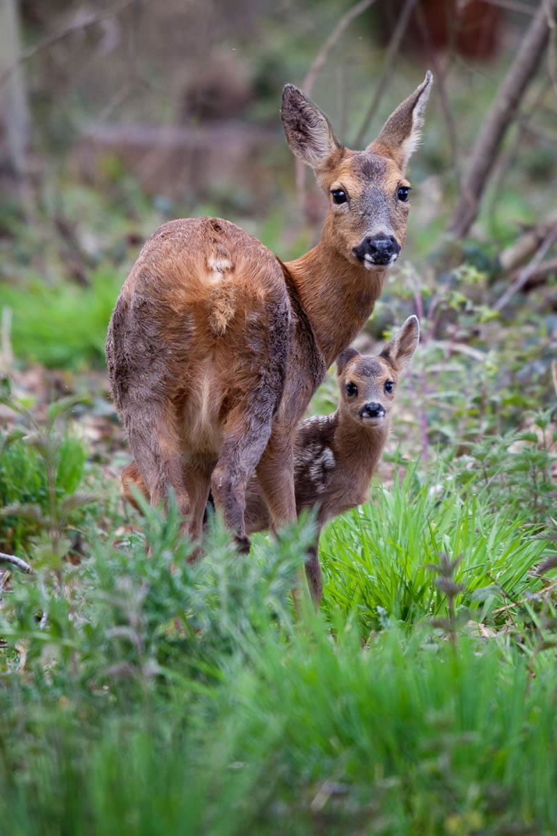 Young Award-Winning Wildlife Photographers in 2024