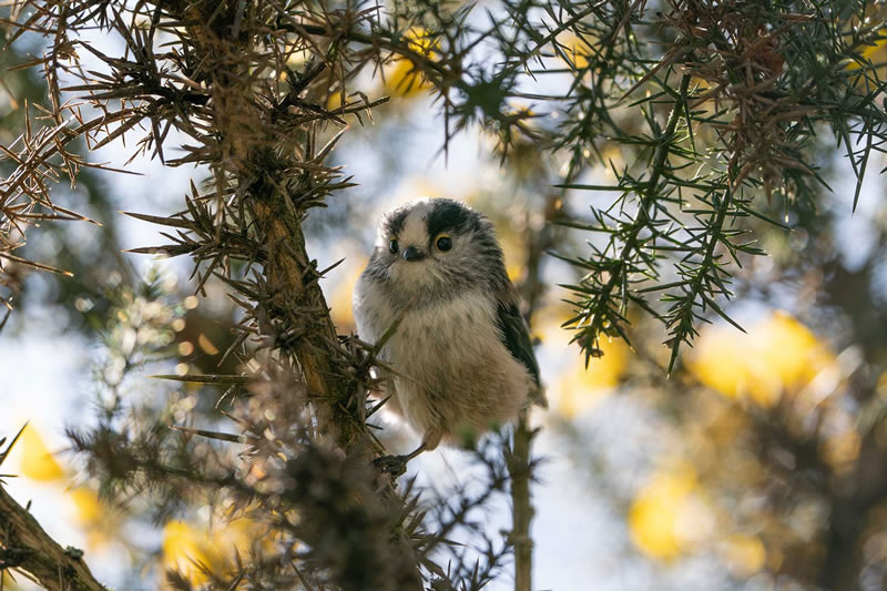 British Wildlife Photography Awards 2024 Winners