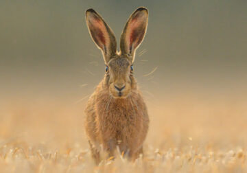 British Wildlife Photography Awards 2024 Winners