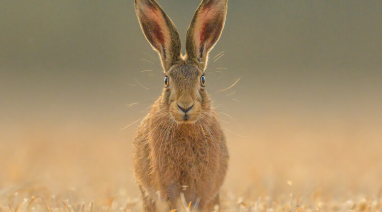 British Wildlife Photography Awards 2024 Winners