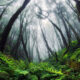 Landscapes Of The Canary Islands By Lukas Furlan