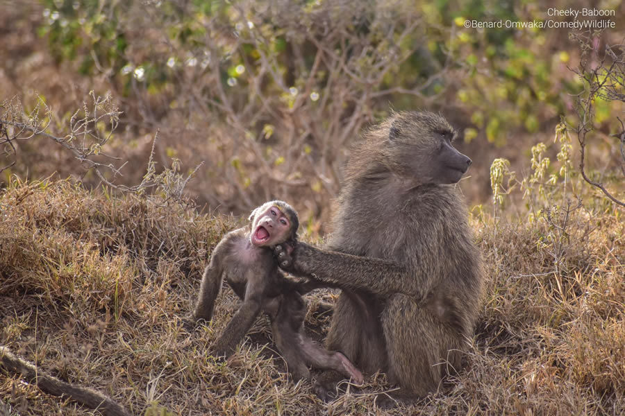 Comedy Wildlife Photography Awards