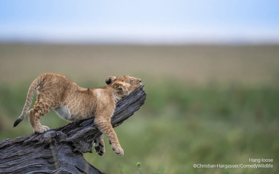 Comedy Wildlife Photography Awards