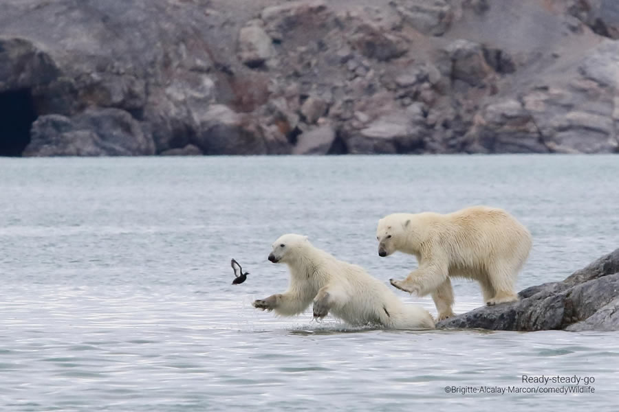 Comedy Wildlife Photography Awards