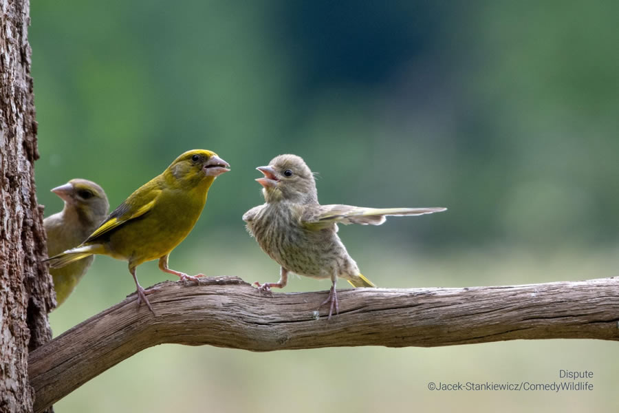 Comedy Wildlife Photography Awards