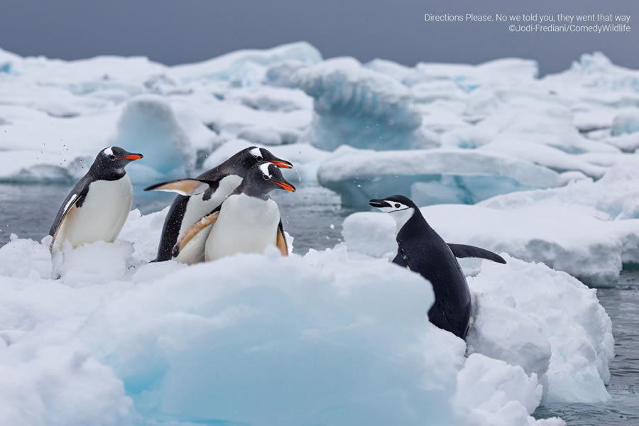 Comedy Wildlife Photography Awards