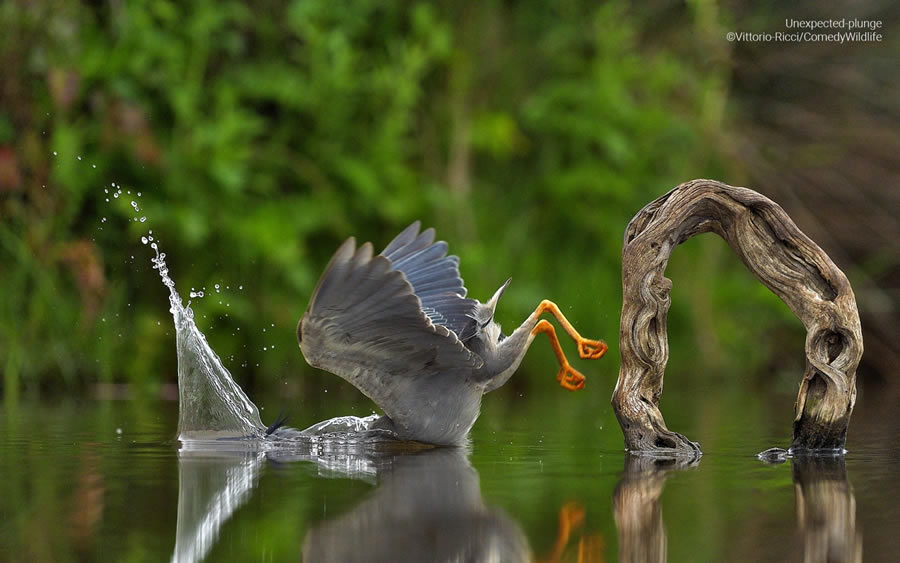 Comedy Wildlife Photography Awards