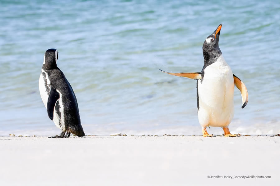 Comedy Wildlife Photography Awards