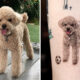 Incredible Realistic Pet Tattoos By Yeono