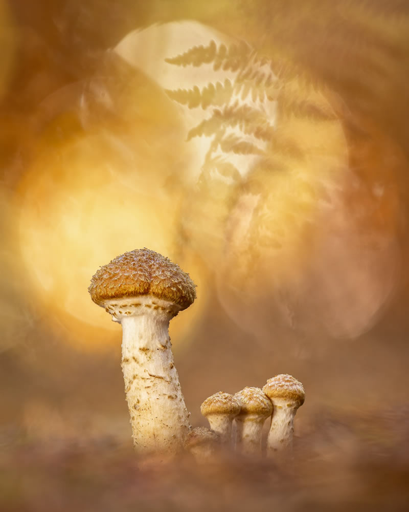 Fungi Photos Of From Garden Photographer Of The Year