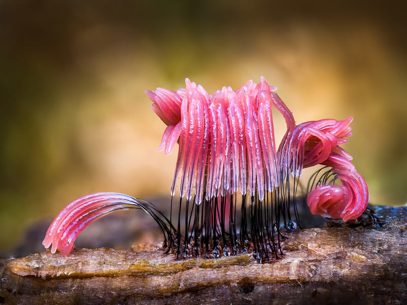 Fungi Photos Of From Garden Photographer Of The Year