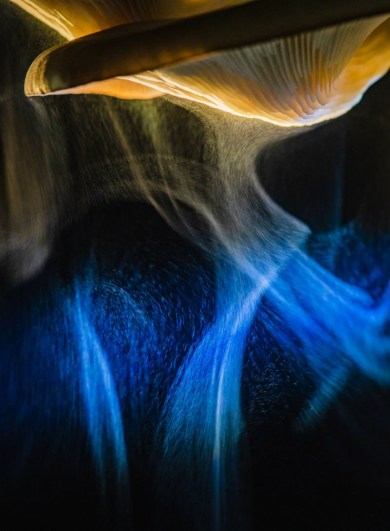 Fungi Photos Of From Garden Photographer Of The Year