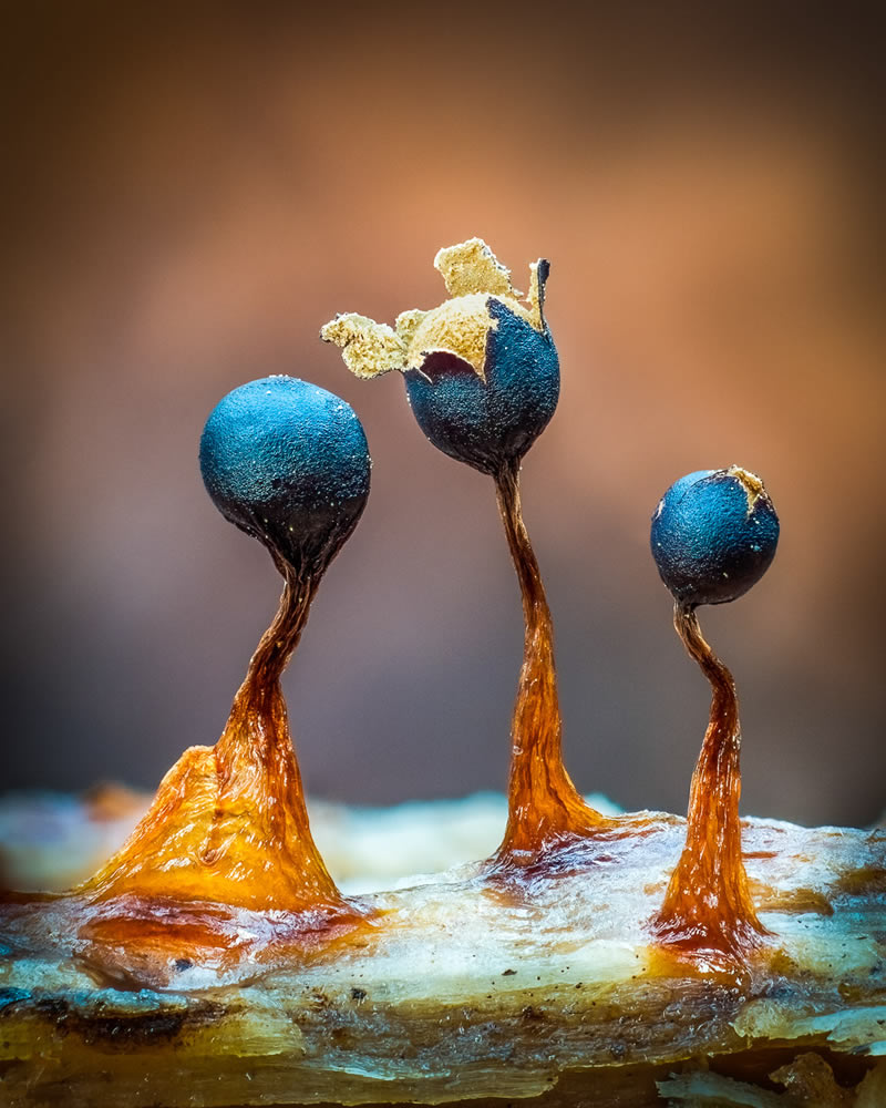 Fungi Photos Of From Garden Photographer Of The Year