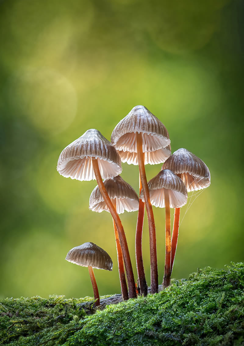 Fungi Photos Of From Garden Photographer Of The Year