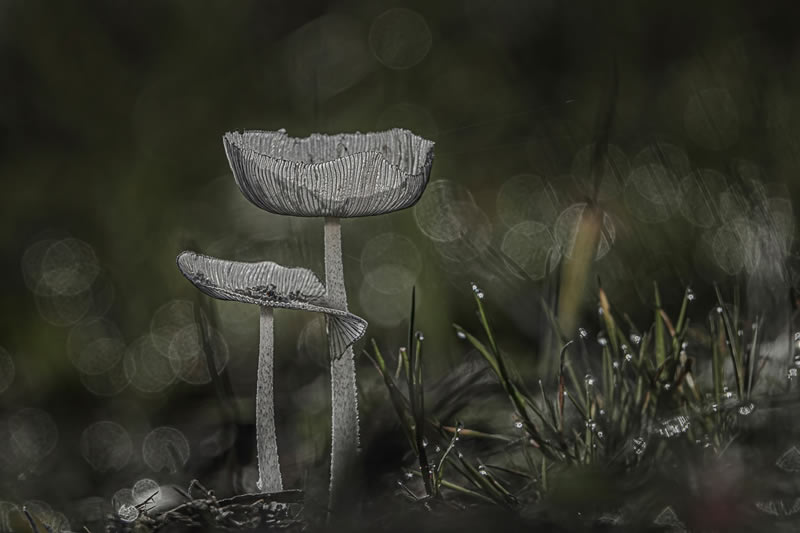 Fungi Photos Of From Garden Photographer Of The Year