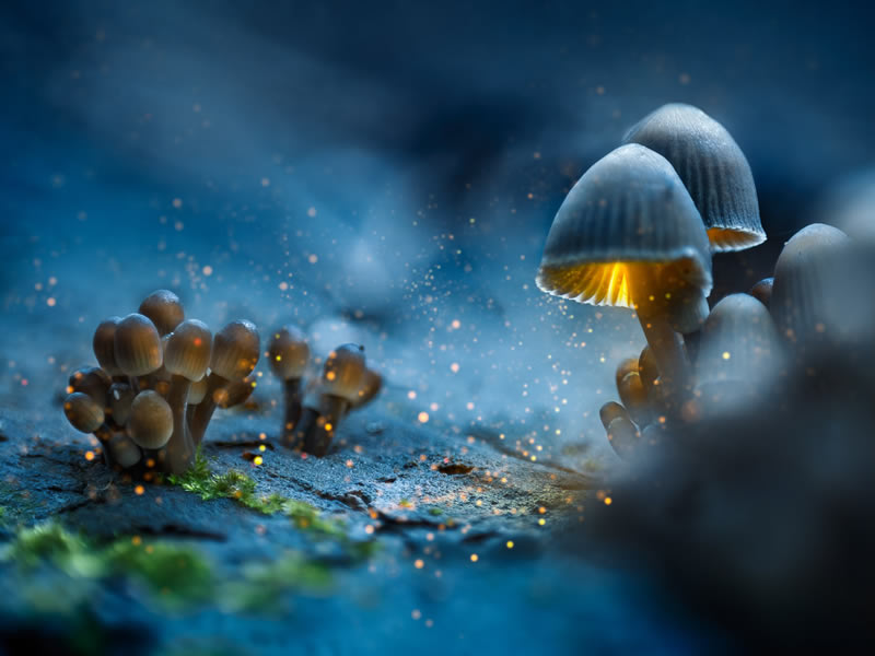 Fungi Photos Of From Garden Photographer Of The Year