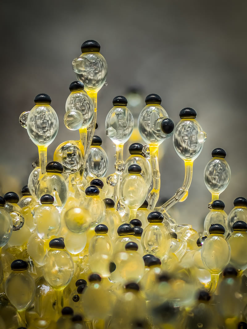 Fungi Photos Of From Garden Photographer Of The Year