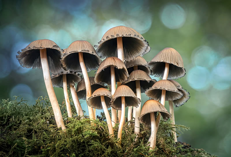 Fungi Photos Of From Garden Photographer Of The Year