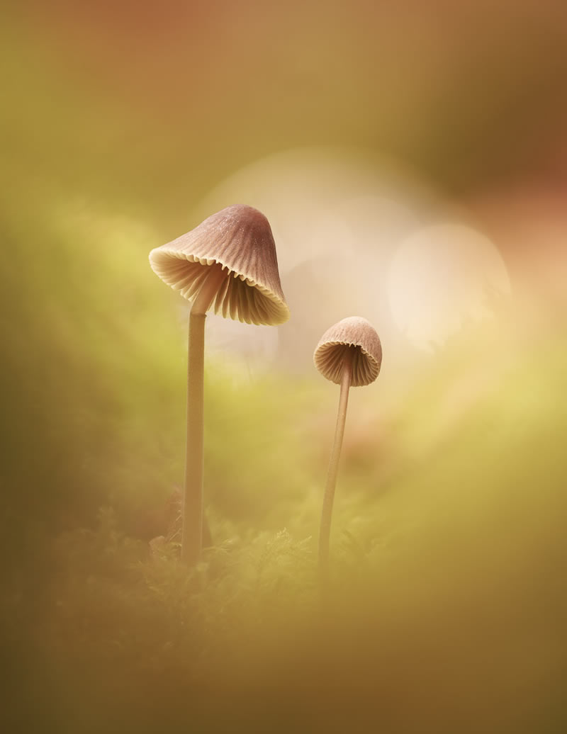 Fungi Photos Of From Garden Photographer Of The Year