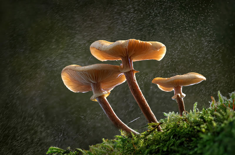 Fungi Photos Of From Garden Photographer Of The Year