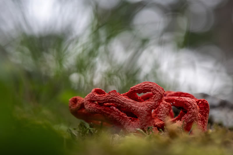 Fungi Photos Of From Garden Photographer Of The Year