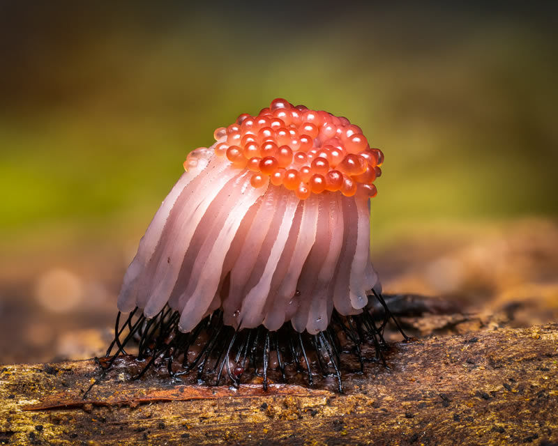 Fungi Photos Of From Garden Photographer Of The Year