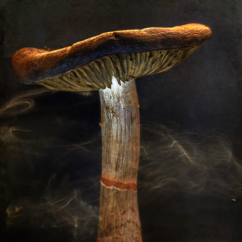 Fungi Photos Of From Garden Photographer Of The Year