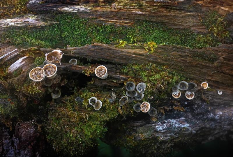 Fungi Photos Of From Garden Photographer Of The Year