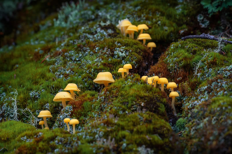 Fungi Photos Of From Garden Photographer Of The Year