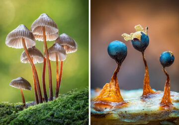 Fungi Photos Of From Garden Photographer Of The Year