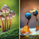 Fungi Photos Of From Garden Photographer Of The Year