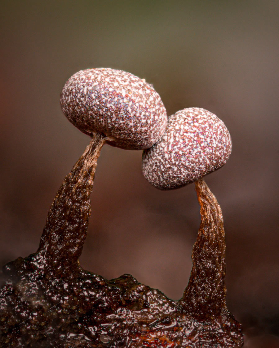 Macro Photos Of Fungi By Alison Pollack