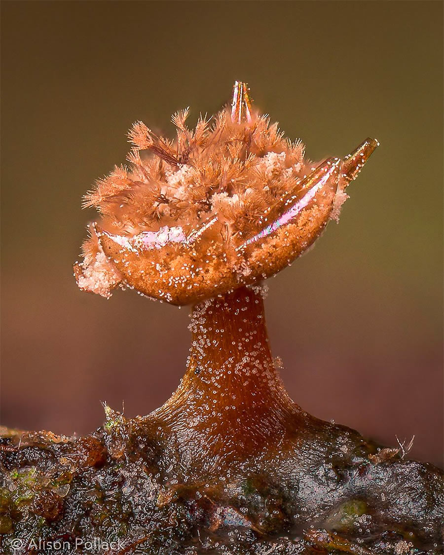 Macro Photos Of Fungi By Alison Pollack