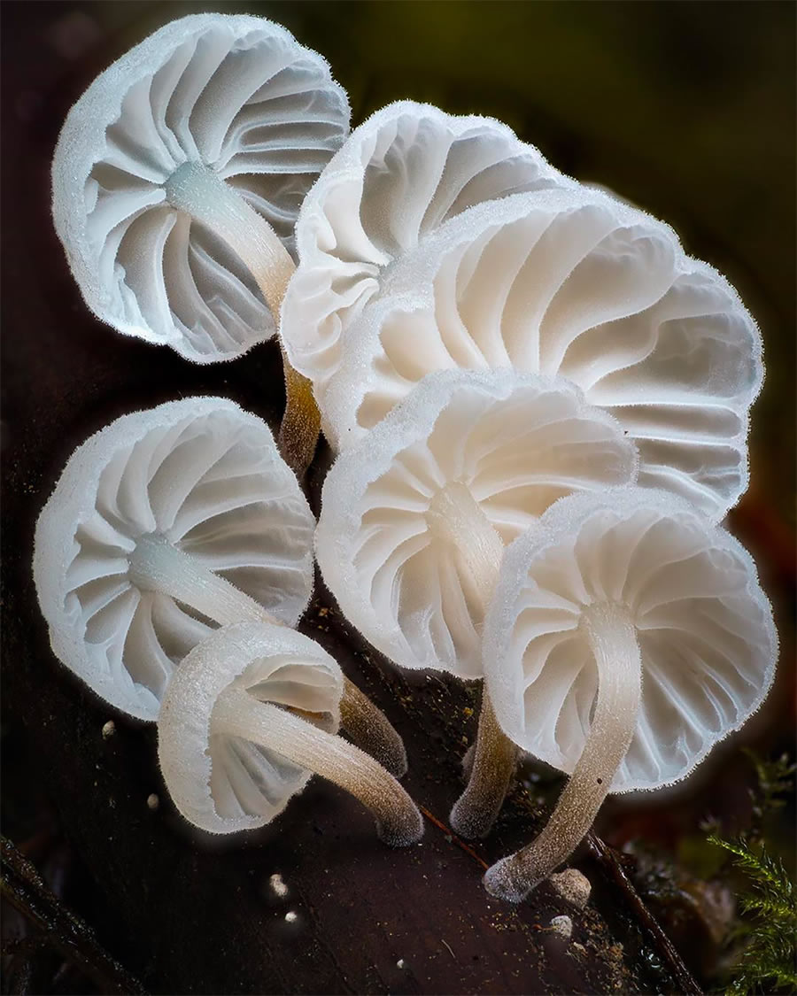 Macro Photos Of Fungi By Alison Pollack