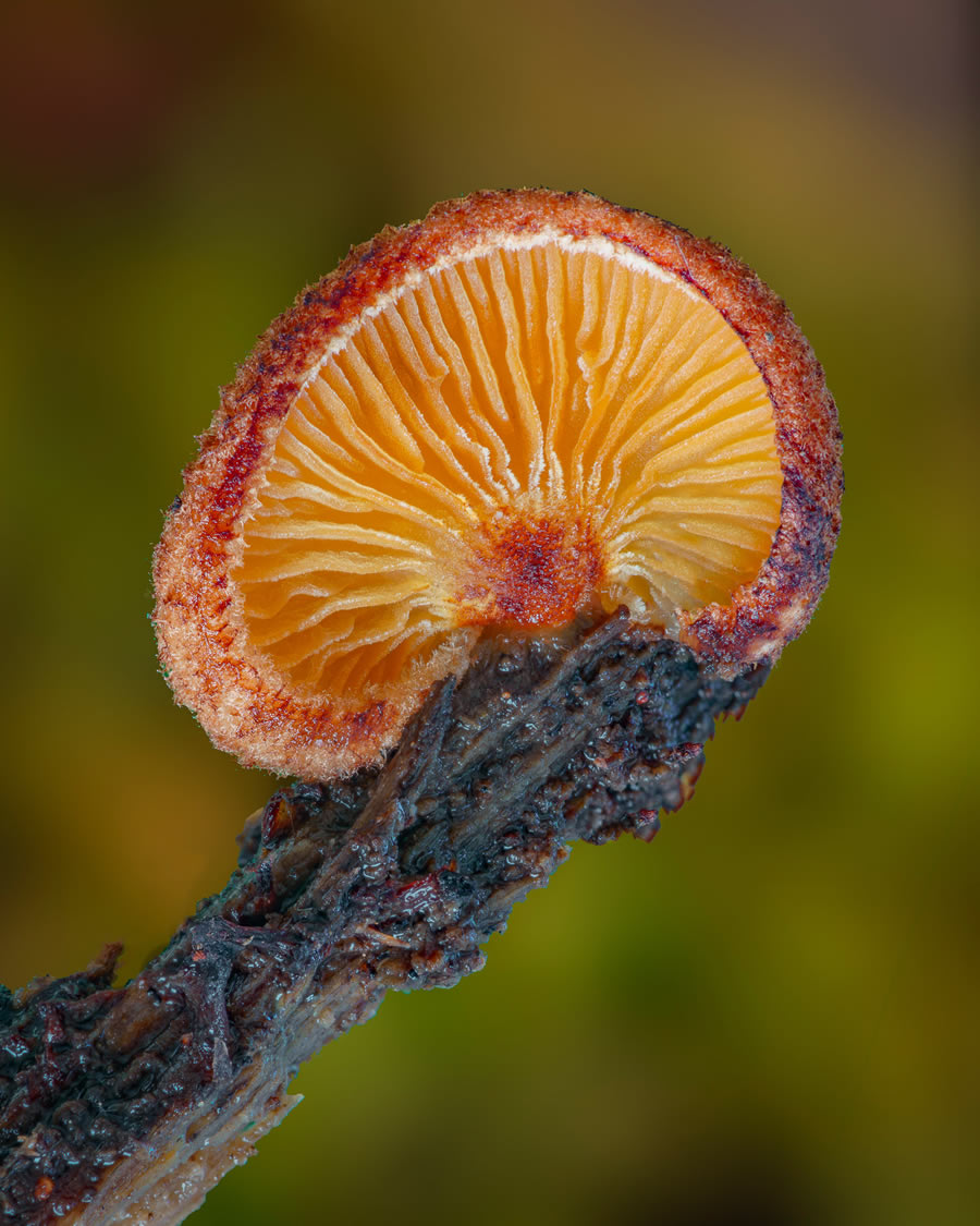 Macro Photos Of Fungi By Alison Pollack