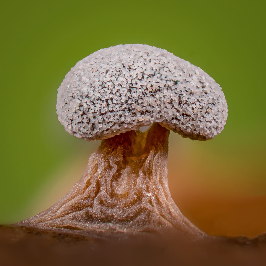 Macro Photos Of Fungi By Alison Pollack