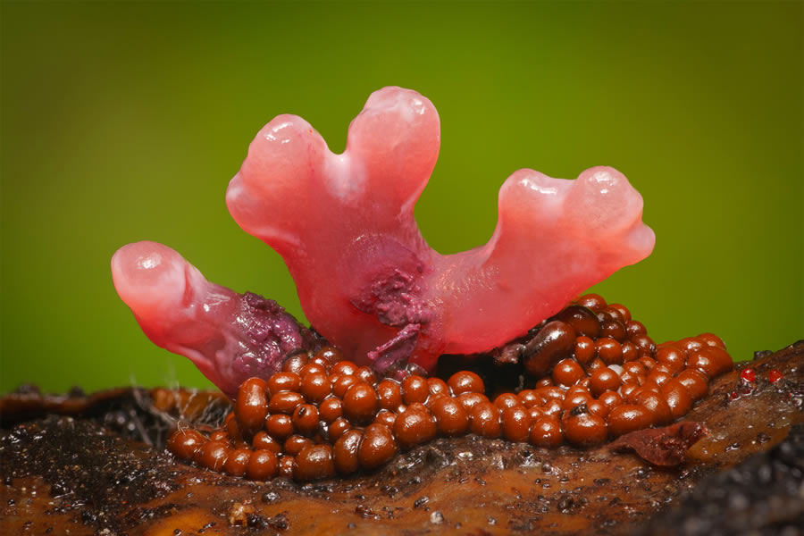 Macro Photos Of Fungi By Alison Pollack