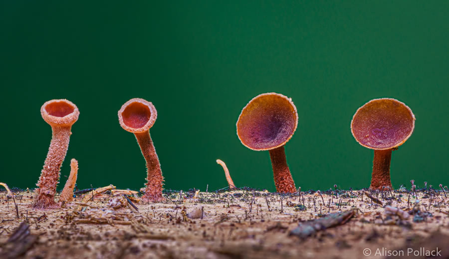 Macro Photos Of Fungi By Alison Pollack